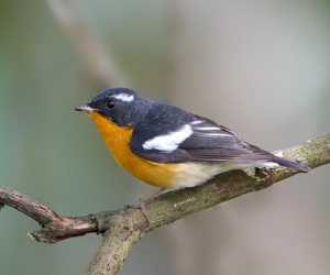 Намнаа (Тайгын намнаа)